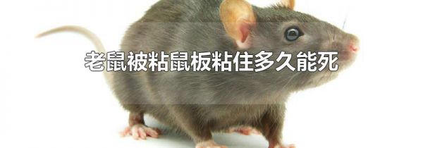 老鼠被粘鼠板粘住多久能死