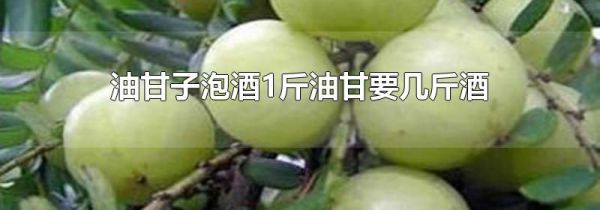 油甘子泡酒1斤油甘要几斤酒