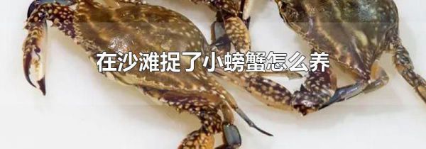 在沙滩捉了小螃蟹怎么养