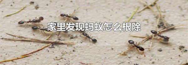 家里发现蚂蚁怎么根除