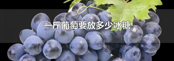 一斤葡萄要放多少冰糖