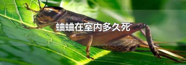 蛐蛐在室内多久死