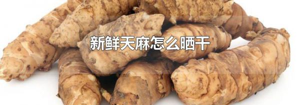 新鲜天麻怎么晒干