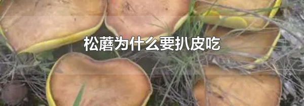松蘑为什么要扒皮吃