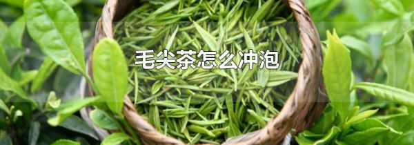 毛尖茶怎么冲泡