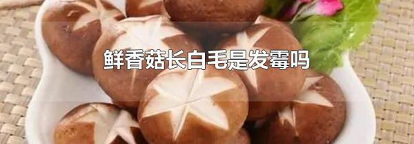 鲜香菇长白毛是发霉吗