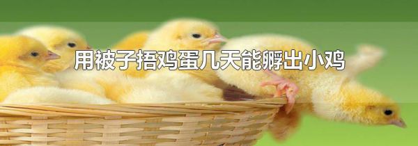 用被子捂鸡蛋几天能孵出小鸡