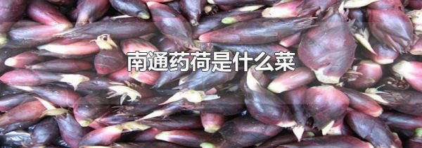 南通药荷是什么菜