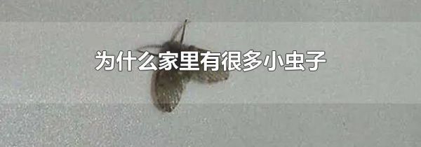 为什么家里有很多小虫子
