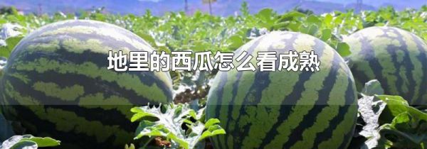 地里的西瓜怎么看成熟