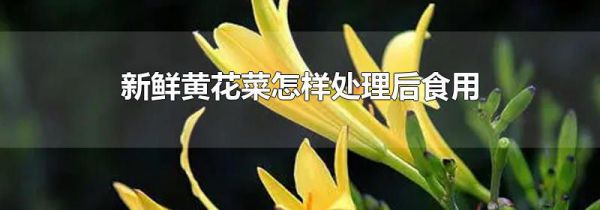 新鲜黄花菜怎样处理后食用