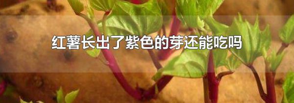 红薯长出了紫色的芽还能吃吗