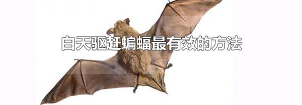 白天驱赶蝙蝠最有效的方法