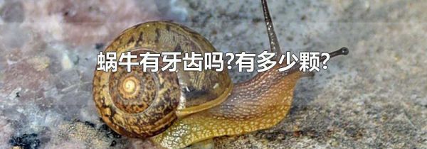 蜗牛有牙齿吗?有多少颗?
