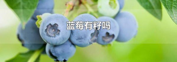 蓝莓有籽吗