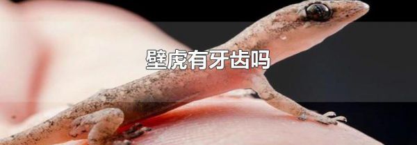 壁虎有牙齿吗