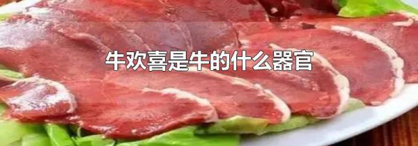 牛欢喜是牛的什么器官