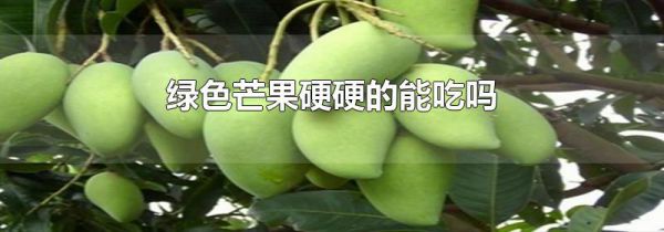 绿色芒果硬硬的能吃吗