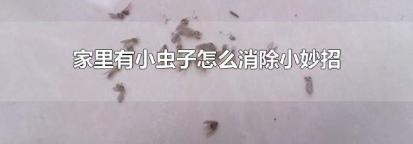 家里有小虫子怎么消除小妙招