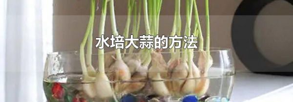 水培大蒜的方法