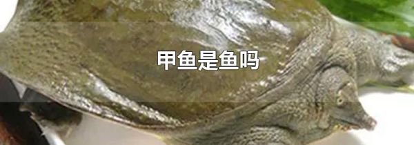 甲鱼是鱼吗