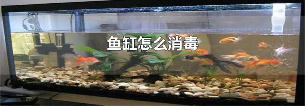 鱼缸怎么消毒