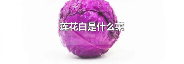 莲花白是什么菜