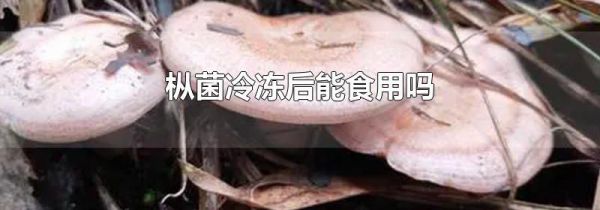 枞菌冷冻后能食用吗