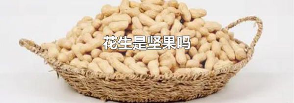 花生是坚果吗