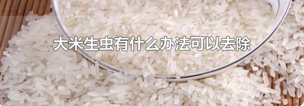 大米生虫有什么办法可以去除
