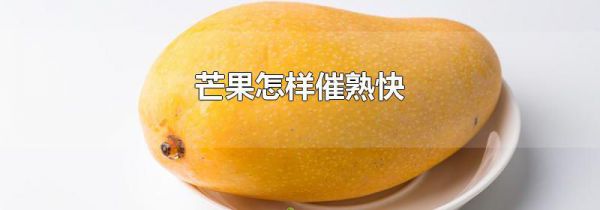 芒果怎样催熟快