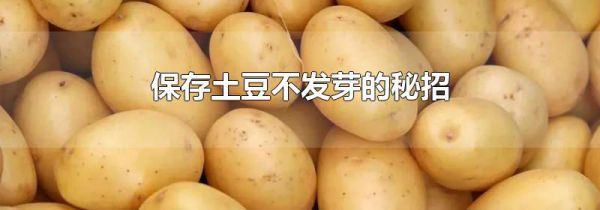 保存土豆不发芽的秘招
