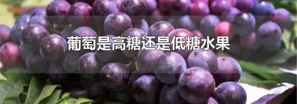 葡萄是高糖还是低糖水果