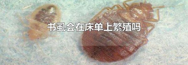 书虱会在床单上繁殖吗