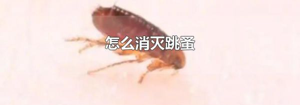 怎么消灭跳蚤