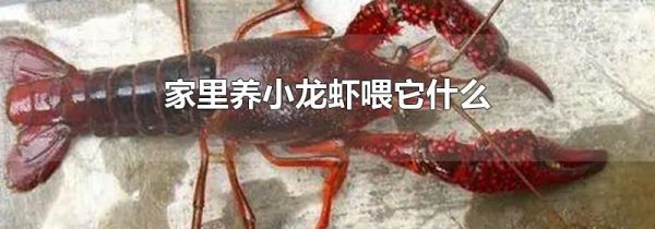 家里养小龙虾喂它什么