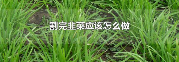 割完韭菜应该怎么做