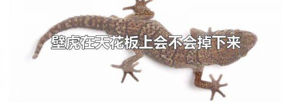 壁虎在天花板上会不会掉下来
