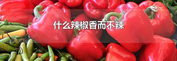 什么辣椒香而不辣