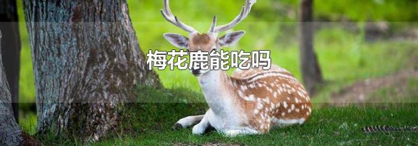 梅花鹿能吃吗