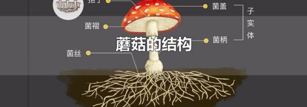 蘑菇的结构