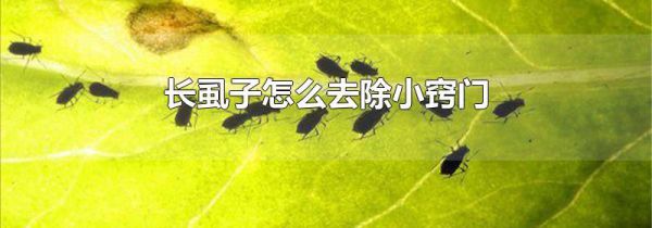 长虱子怎么去除小窍门
