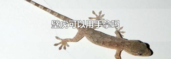 壁虎可以用手拿吗