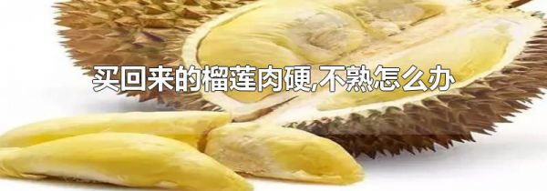 买回来的榴莲肉硬,不熟怎么办