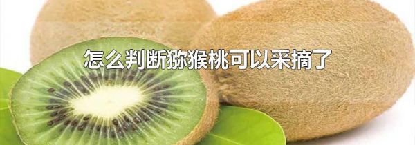 怎么判断猕猴桃可以采摘了