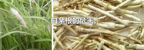 白茅根的危害