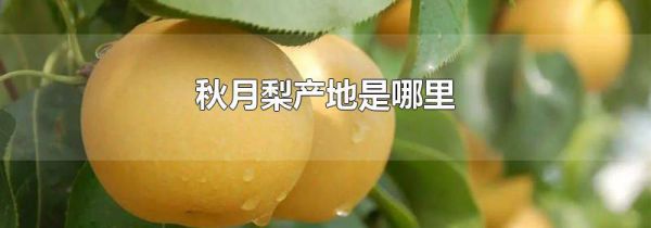 秋月梨产地是哪里