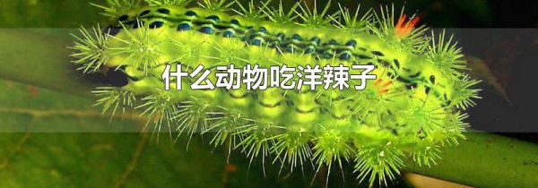 什么动物吃洋辣子