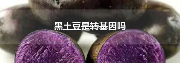 黑土豆是转基因吗