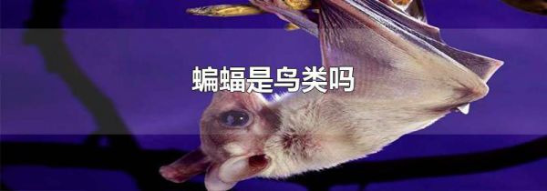 蝙蝠是鸟类吗